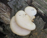 Pleurotus populinus image