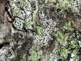 Anisomeridium biforme image