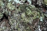 Anisomeridium biforme image