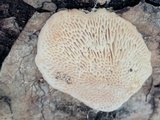 Trametes gibbosa image