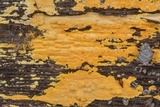 Ceriporia spissa image