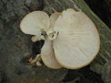 Pleurotus populinus image