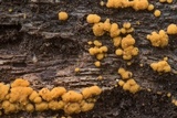 Sphaerosporium lignatile image