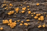 Sphaerosporium lignatile image