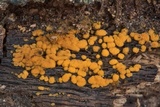 Sphaerosporium lignatile image