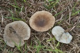 Melanoleuca melaleuca image