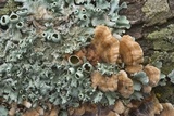Cerrena unicolor image