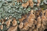 Cerrena unicolor image