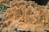 Cerrena unicolor image