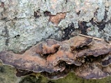 Bjerkandera adusta image