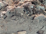 Bjerkandera adusta image