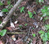 Morchella punctipes image