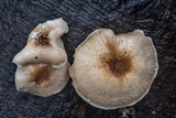Lentinus tigrinus image