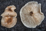 Lentinus tigrinus image