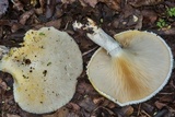 Pleurotus dryinus image