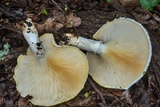 Pleurotus dryinus image