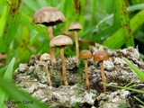 Psilocybe coprophila image