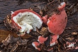 Phlebia incarnata image