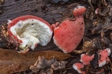 Phlebia incarnata image