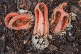 Clathrus columnatus image