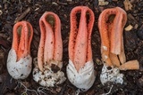 Clathrus columnatus image