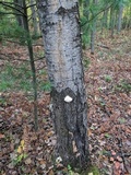 Trametes gibbosa image