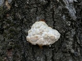 Trametes gibbosa image