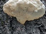 Trametes gibbosa image