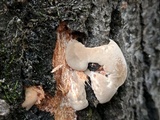 Trametes gibbosa image