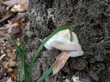 Trametes gibbosa image
