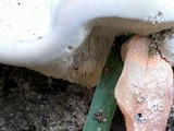 Trametes gibbosa image