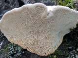 Trametes gibbosa image