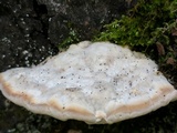 Trametes gibbosa image