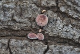 Panus lecomtei image