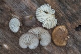 Hohenbuehelia cyphelliformis image