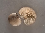 Hohenbuehelia cyphelliformis image