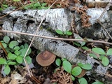 Polyporus brumalis image