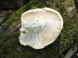 Neolentinus lepideus image
