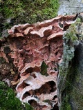 Merulius tremellosus image