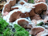 Merulius tremellosus image
