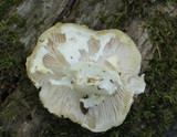 Neolentinus lepideus image