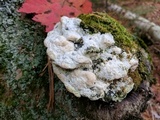 Oxyporus populinus image