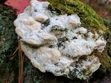 Oxyporus populinus image
