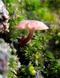 Mycena corticola image