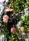 Mycena corticola image