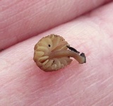 Mycena corticola image