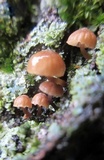 Mycena corticola image