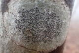 Graphis scripta image