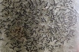 Graphis scripta image