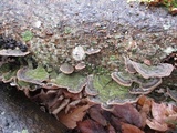Cerrena unicolor image